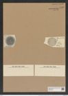 Aulacodiscus margaritaceus var. tener (Witt.) Rattr. (de-Toni-Nr.: Genus 182, Species 4515) Zeichnungen Sammlung Grunow Nr. 8100 (NHMW-BOT-W0377439)